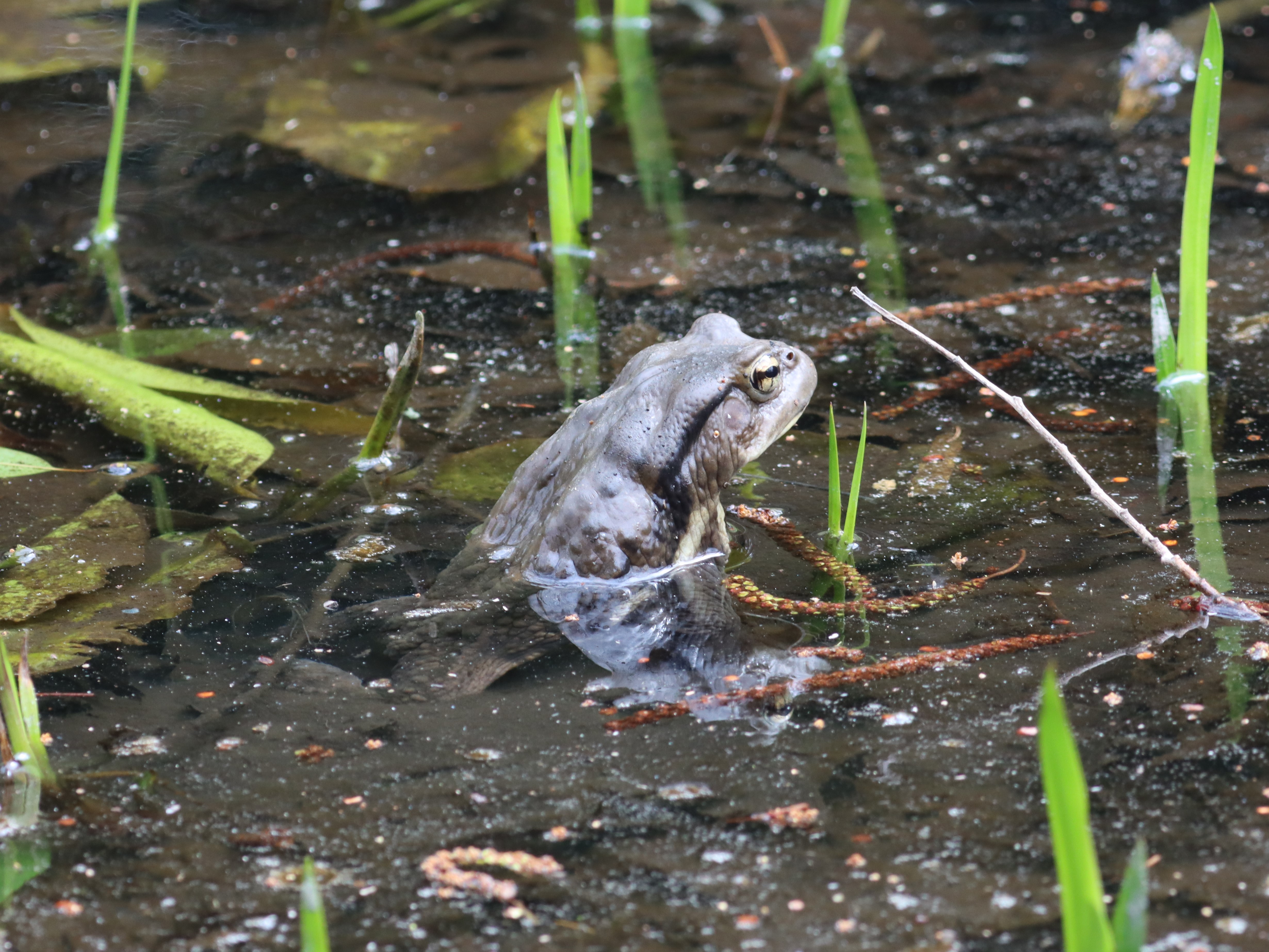 アズマヒキガエル